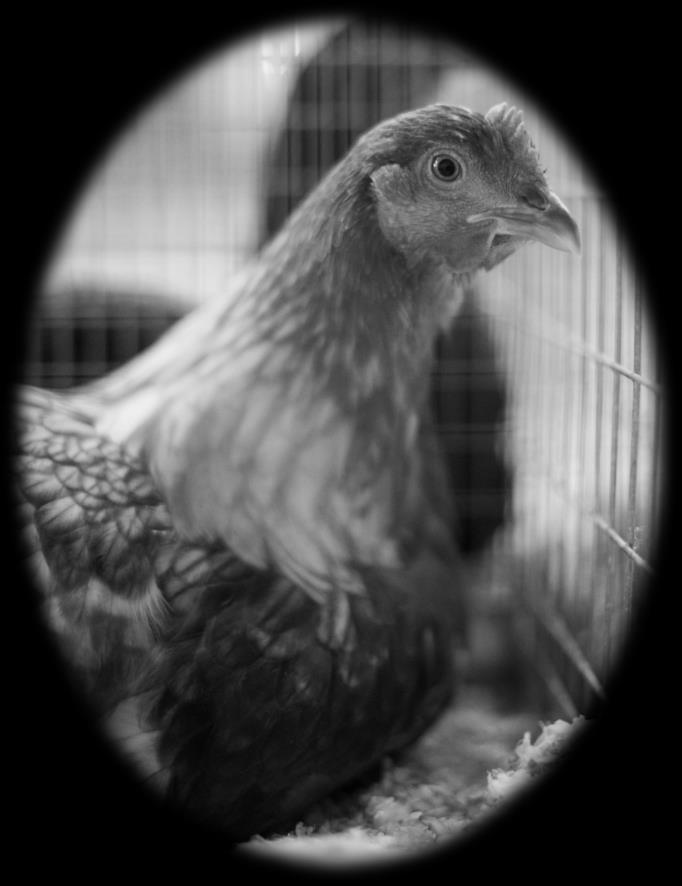 445 Any Other Recognized Standard Large Breed (Specify) 446 Any Other Bantam Recognized Breed (Specify) Classes for Divisions 420-446 1. Cock 3. Cockerel 2. Hen 4.