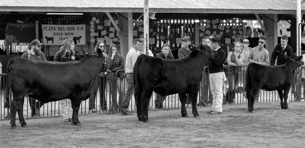3. Both market and breeding animals may be of one or more breeds. If breeding animals are used, either sex may be represented (maximum of 1 bull). 4. One entry per club/chapter.