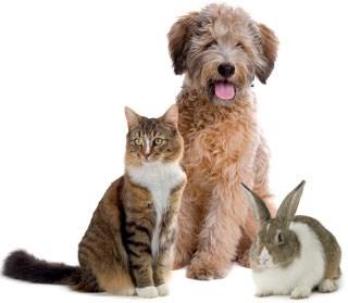 Monday, October 3rd @ 10:30am to 12:15 Introduction to Dog, Cat & Rabbit Body Language will be instructed by Caroline Crane, VP of Education.