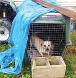 PETA fieldworkers stumbled upon a yard in which several dogs were chained, penned, or locked in crates, unable to escape their