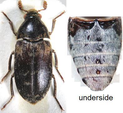 4 Black species. Antennae and legs reddish brown. Shoulders often also pale reddish-brown. Upper surface with dark and pale hairs intermixed. Head with patches of golden and white hairs.