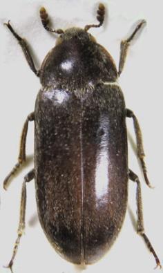 Introduced, but has become the commonest pest species of the genus throughout England in domestic premises. First authentic record, 1954.
