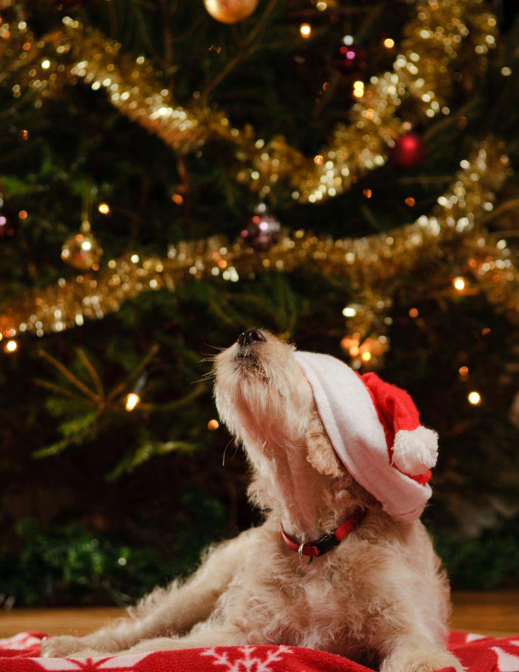 The Christmas Survival Guide Helping to keep humans & hounds happy over the festive season.