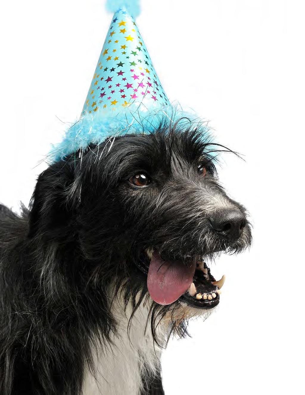 Christmas Celebrations How to help your dog cope with celebrations http://beacon.