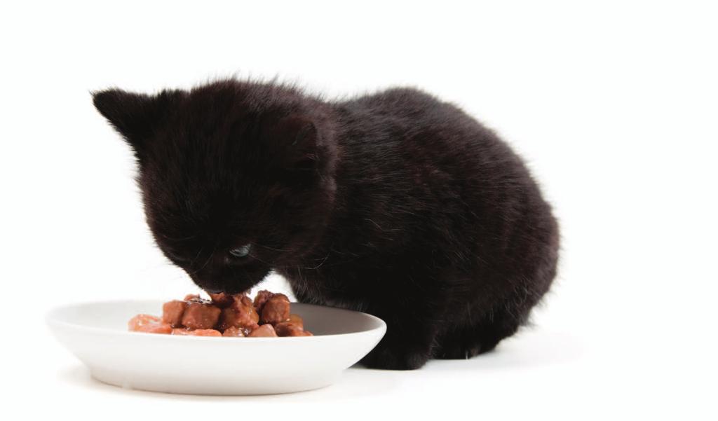 Why is it important for cat food to contain animal fat?