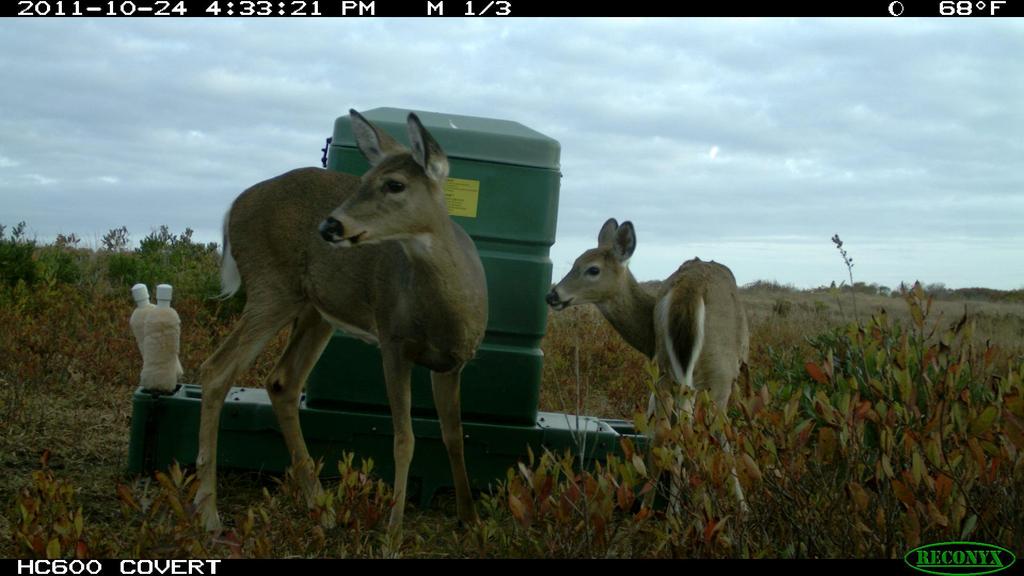 Nantucket Fawns and some does can feed without touching the rollers very narrow necks.