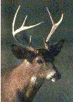 MANAGEMENT OPTIONS FOR WHITE-TAILED DEER FOR