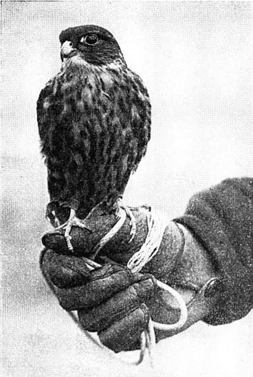NESTING PIGEON HAWKS 247 Figure 4. An immature male Pigeon Hawk from the Border Lakes region.