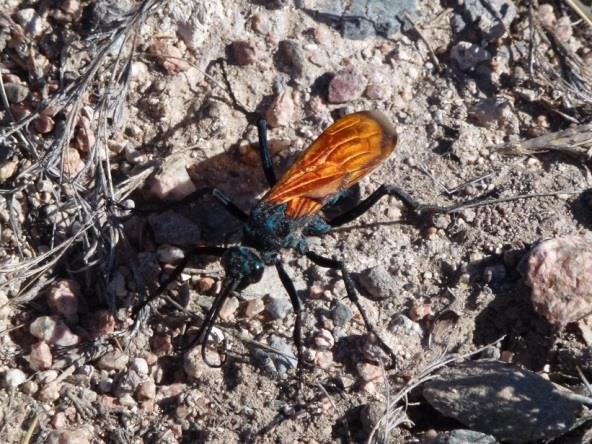 The Tarantula Hawk How do we know if a substance is poisonous or toxic? Typically, we mark dangerous materials with a universal sign: the skull and crossbones.