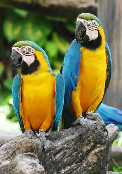 THE MOST EXOTIC, DELICATE AND GENTIL RAINFORESTS BIRD & BUTTERFLY PARKS These