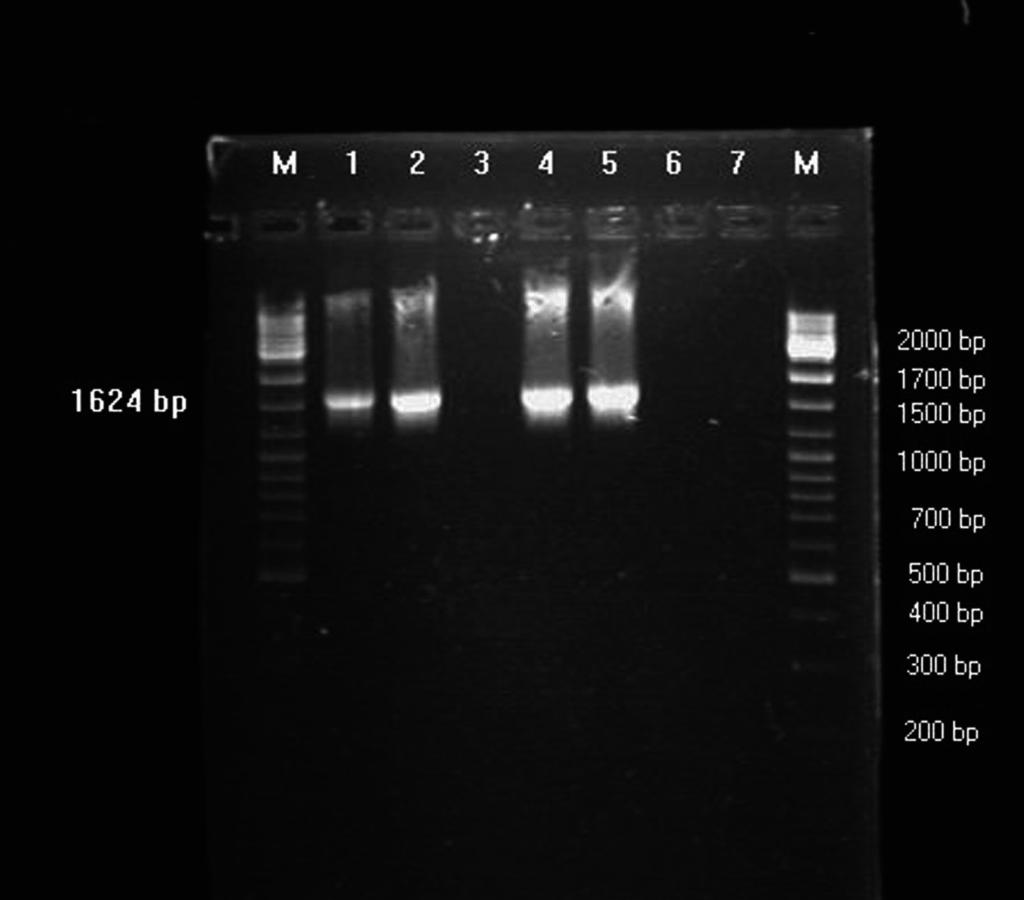 Plate III Zendulková D. et al.: Detection of Mycoplasma... pp. 71-77 Fig. 1: Identification of the isolated M. agalactiae strains by PCR 1 - M. agalactiae - PG 2 type strain (positive control) 2 - M.