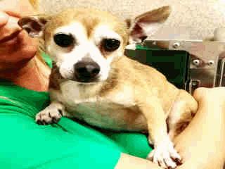 STRAY Z-42 Marco - 6 Years Old Male 05/19/16 STRAY WAIT A256460 Tan/White Chihuahua Sh STRAY Z-47 Jesabelle