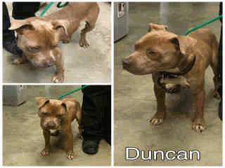 AVAILABLE A256265 Brown/White Amer Bulldog/Mix