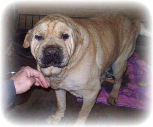 Lawson This senior shar pei mix is also an owner surrender, cementing my conviction that some people simply have no conscience.