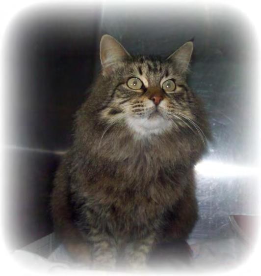 Maeve is a gorgeous Maine Coon kitty with a personality to match her beauty. She is loving and warm.