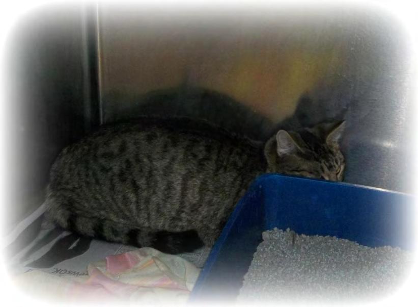 Poor little Misty is so frightened at the shelter that she burrows behind her litter tray all day.