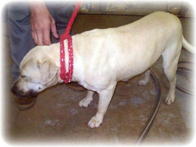 Abbey Sweet Abbey is a lab mix brought in as an ICT (inner city transfer) which means