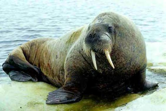 Pacific walrus The concentration of