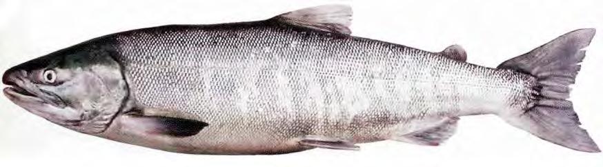 chum salmon (Lukyanova et al.