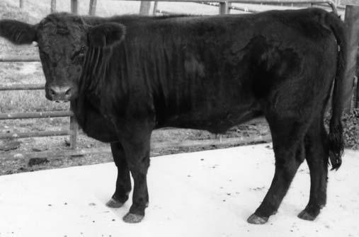 EPDs: 9 0 39 67 6 3 22 Mountain Mamma is a spring bred heifer that will make a great cow. We have several cows from this family in production and they all do a good job for us.