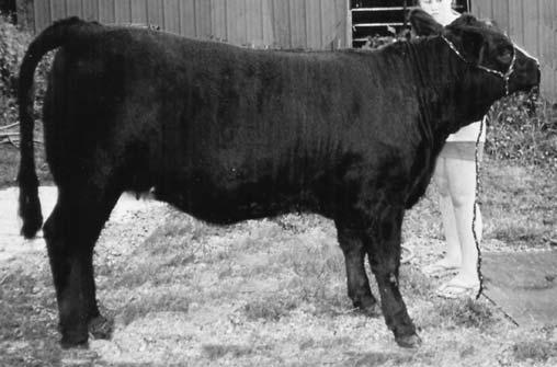 EPDs: - 1 30 54 - -1 14 U45 is a complete made baldy Dream On out of our Destiny donor, Classic She Daisy. She should have an exciting halfblood calf.