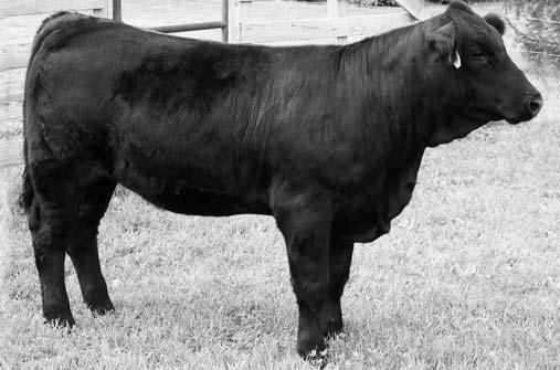 25 WHEATLAND BULL 131L SAND RANCH HAND SHADOWS DREAM R51 SAND LUCKY CHARMER HEIDI M06 This heifer s mother, Shadow Dream R51, was reserve champion at the Ohio Beef Expo Futurity, Division winner at
