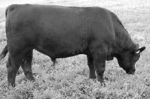 As a 3/4 female, she can be used in your herd to create purebreds or breed her to your favorite clubby bull to make an outstanding show steer. This heifer will go on to make a great cow.