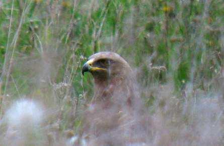 Breeding success LSE, comparison with Kestrel, Common Buzzard & Long Eared Owl Judging from observed prey-transports in July-August 2006 12 out of 19 LSE pairs (63%) raised (one) young, giving a