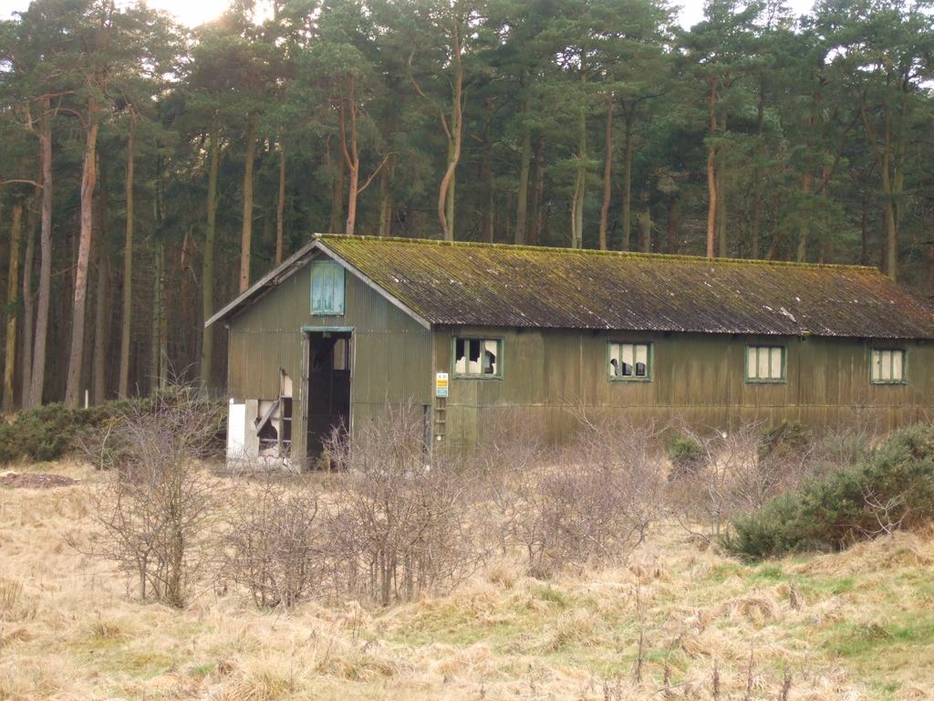 Figure 8 A Mag type building adjacent to part of the Scots pine