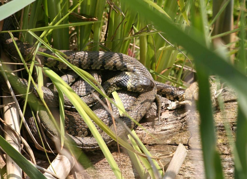 Grass Snake Natrix natrix ID