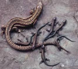 Slow-worm Common Lizard Adder Smooth Snake Gestation lasts 4-5 months