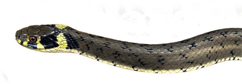 Grass Snake Natrix natrix 120cm long Young hatch from eggs Eats frogs, lizards &