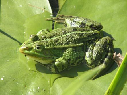Amphibians and reptiles play a