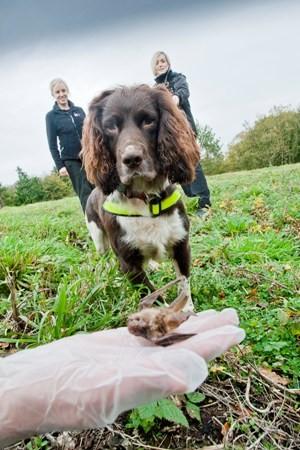 Conservation Dogs, started to diversify into the area of conservation. Conservation Dogs is also proving highly successful for a growing number of commercial organisations.