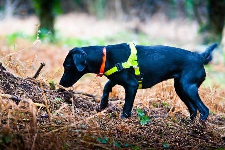 Wildlife research and monitoring projects Wildlife detection dogs have been used for many years and the literature records successful and safe detection of animals including: desert tortoise, kiwi,