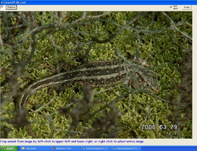 Chapter 4: Pattern matching dorsal markings of sand lizards