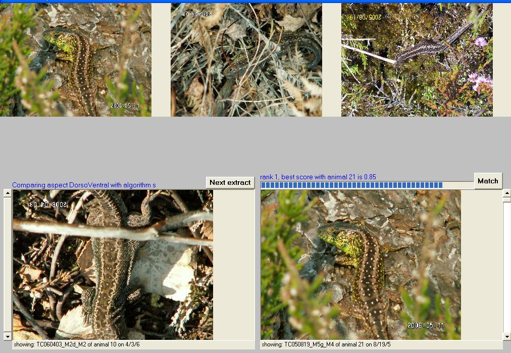 Chapter 4: Pattern matching dorsal markings of sand lizards a b Figure 4.6.