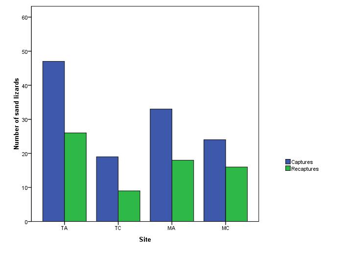 Chapter 5: Estimation of sand lizard populations Figure 5.2.