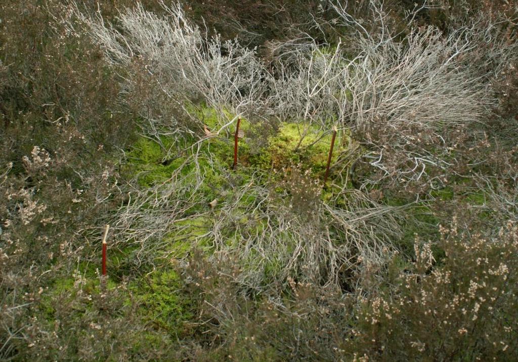 Chapter 3: Temperature variation in heathland structures Figure 3.3. Data loggers in situ in a degenerate heather stand with a moss under storey.