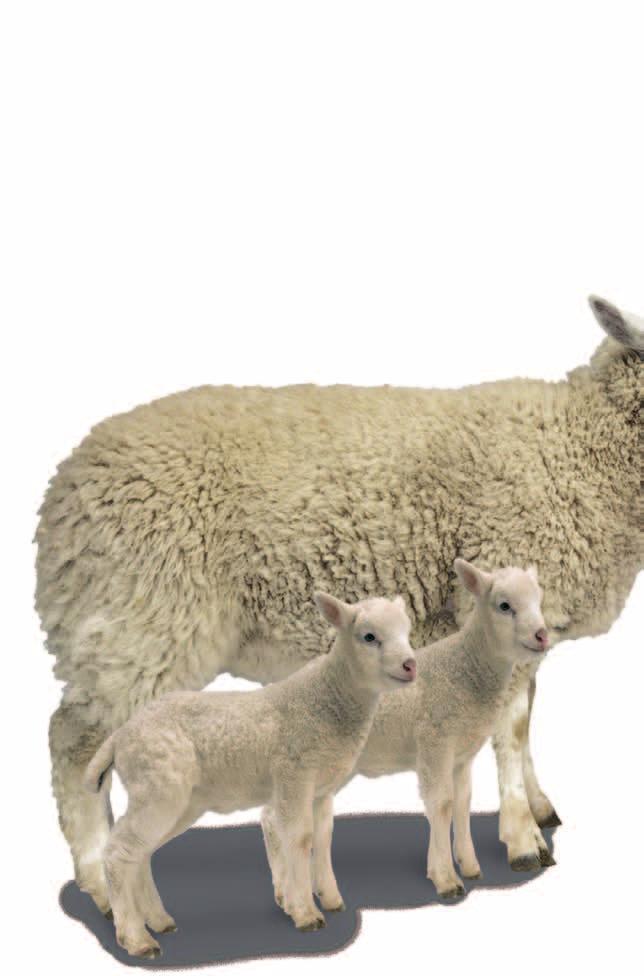 Ovastim can help you increase your profitability The sale of lambs constitutes 7% of gross income in second cross lamb enterprises, and over 5% of gross income in first cross enterprises (MLA