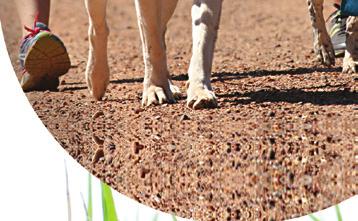 lead dog to approach a dog on lead without asking the owner first.