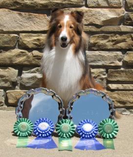 BRAGS 4 Dawson at the Sheltie Nationals Peter & Yvette Grandillo are VERY proud to announce that...cammi and Dawson got to compete at the A.S.S.A. Nationals in Perry, Georgia on April 19th, 2009.