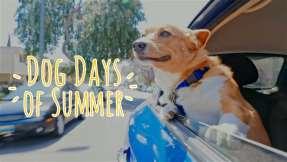 Upcoming Event: needed Aug 3rd Montevideo Dog Days of Summer 5:30 to 7pm only a driver BE AN ADOPTION AMBASSADOR Through a grant from the ASPCA, we are looking for help with the Adoption Ambassador