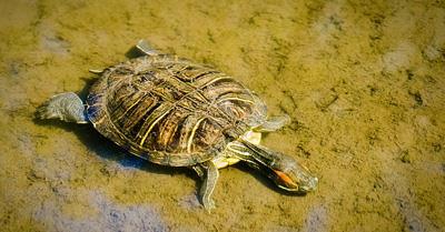 Many turtles every year suffer injuries from being attacked, chewed and shaken by dogs, which seem to think they make great toys.