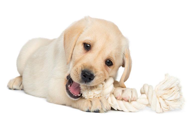 BASIC TRAINING TIPS Mouthing Puppies spend a fair amount of time playing, chewing, and investigating objects around them. To help curb his mouthy behavior, there are various ways to teach this lesson.