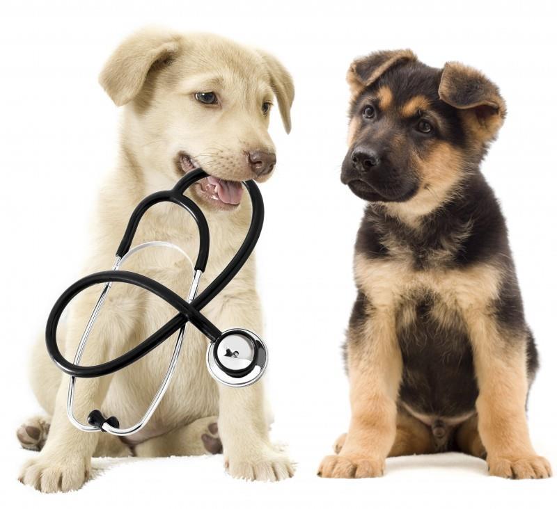 VETERINARY CARE NIBBLES & BITS Questions about your foster s veterinary care? Call the medical staff at 218-722-5341 ext 201 during business hours 8 AM to 5 PM.