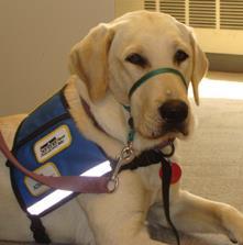The care and supervision of a service animal is solely the responsibility of his or her owner.