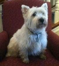 WestieMed News Page 2 Westies We Have Helped in 2012 Barney Barney first came to the attention of Westie Rescue late in 2011.
