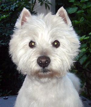 WestieMed News Page 2 Westies We Have Helped in 2013 Gus Gus is a very lucky boy that had a lot of people rooting for him.