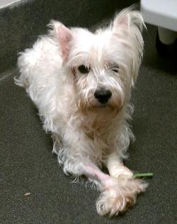 Animal Rescue took him home, fed him, and drove him to Westie Rescue of Orange County and Beyond (WROC) the next day.
